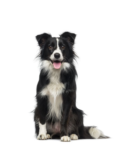 medium dog size logo